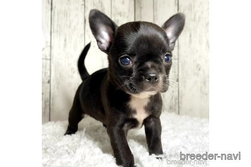 成約済の茨城県のミックス犬-317756の14枚目